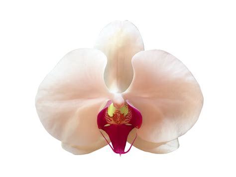 Orchid Flower PNGs for Free Download