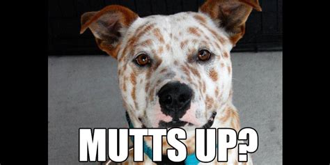 These 26 Mixed-Up Mutts Prove Pedigree Can't Trump The Pure Charm Of An ...