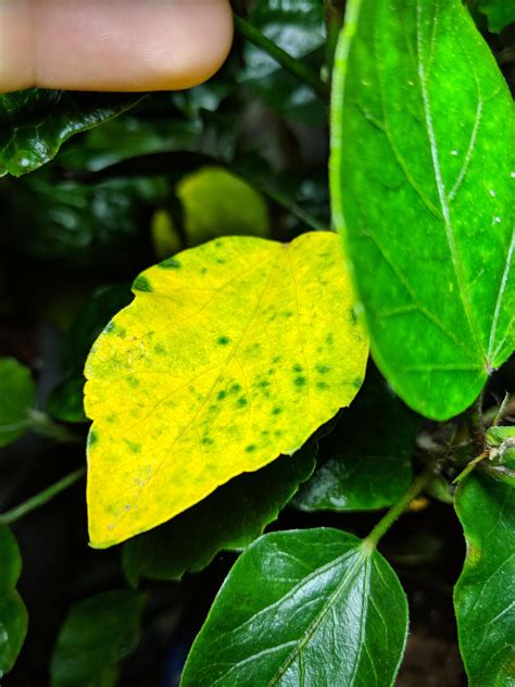 Yellow Leaves On Hibiscus - Database Plants