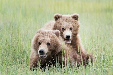 Two Brown Bear Cubs Playing Photograph by Linda D Lester - Pixels