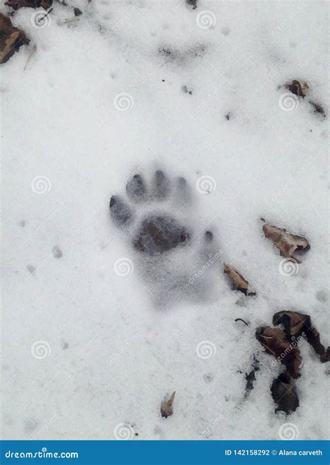 Fisher footprint in snow stock photo. Image of tracks - 142158292