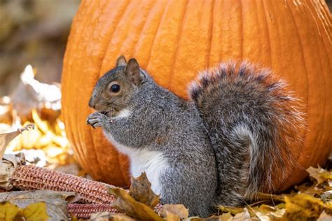 Busy Gray Squirrel Eating Pumpkin Seeds Stock Photo - Image of curiosity, wild: 254246790