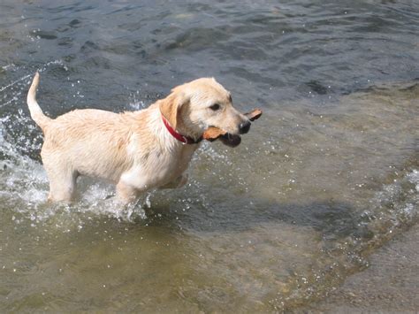 File:Labrador Retriever running water.jpg - Wikipedia, the free encyclopedia