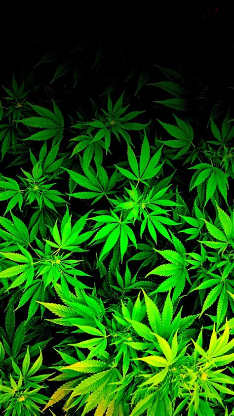 🔥 [60+] Marijuana Leaf Wallpapers | WallpaperSafari