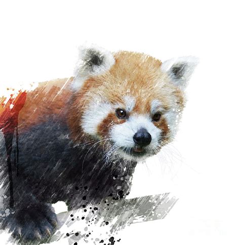 Red Panda Watercolor Digital Art by Svetlana Foote - Fine Art America