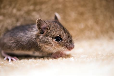 Mice and Rat Pest Control | Guardian Pest Management | Pest Control ...