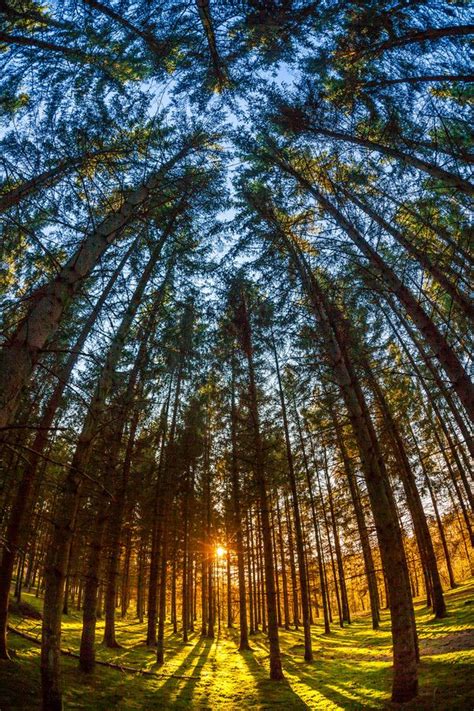 ~~the pine forest ~ sunset, Arlon, Walloon municipality, province of ...