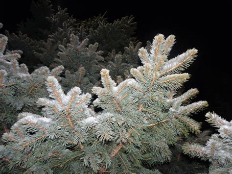 Snow on pine trees stock image. Image of cone, flake - 108421395