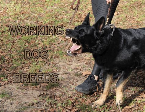 Working Dog Breeds and their Roles - Custom Canine Unlimited