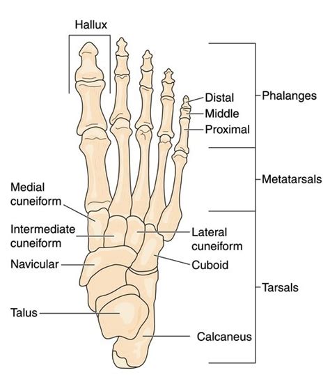 foot bones diagram - Extend Orthopedics