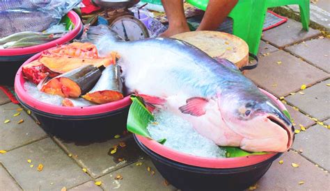 Top 10 Mekong Giant Catfish Facts - Rainforest Cruises