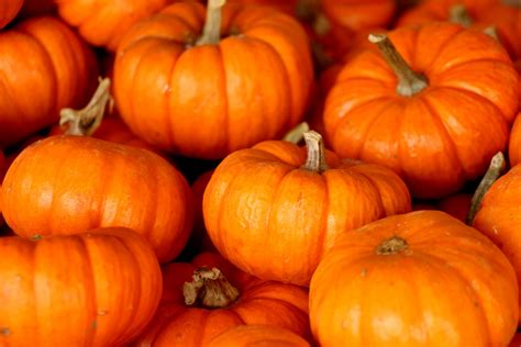 Pumpkins Stacked Free Stock Photo - Public Domain Pictures