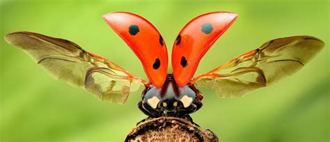 A ladybug with its wings unfurled : MostBeautiful