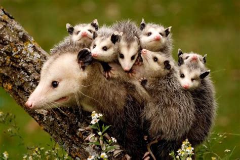 Where Do Possums Live? – Possum Habitat - Possum Facts