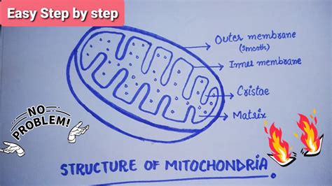 Easy Diagram Of Mitochondria