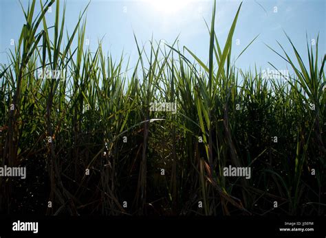 Sugar cane plantation brazil hi-res stock photography and images - Alamy