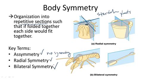 Body Symmetry - YouTube