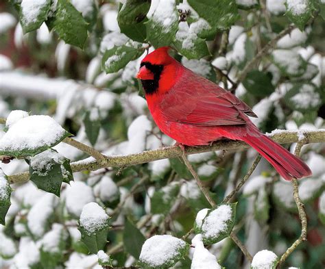 Cardinal in Snow-laden Holly Tree Photograph by Linda Stern - Fine Art ...