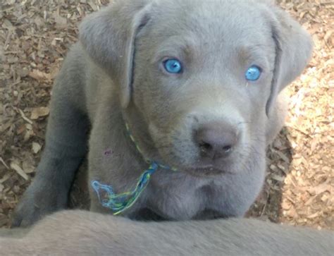 Silver Lab Puppies For Sale In Tn - Silver Lab Puppies For Sale By ...