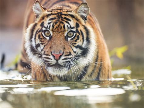 Sumatran Tiger – Nusantara