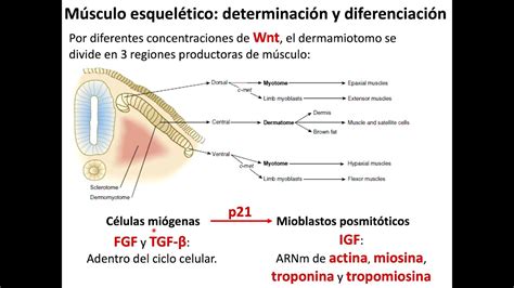 Embriología: Somitogénesis y sistema muscular - YouTube