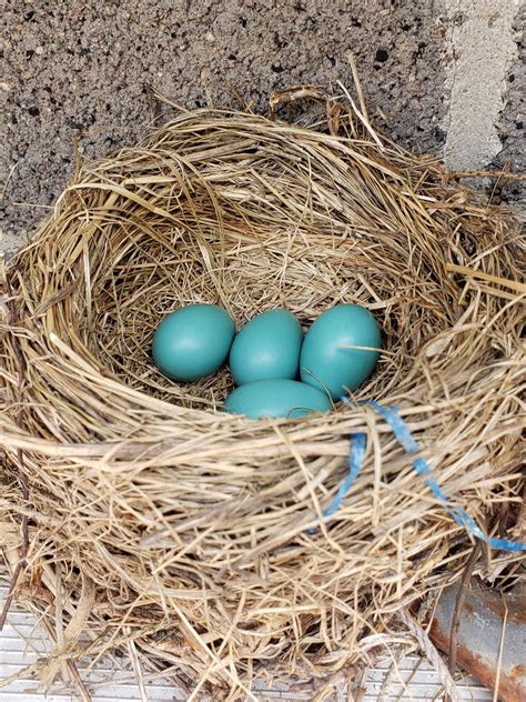 A Robin built a nest in a ladder that is hung up on the side of my ...