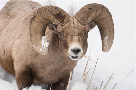 Winter Bighorn Sheep - Diamond Photography