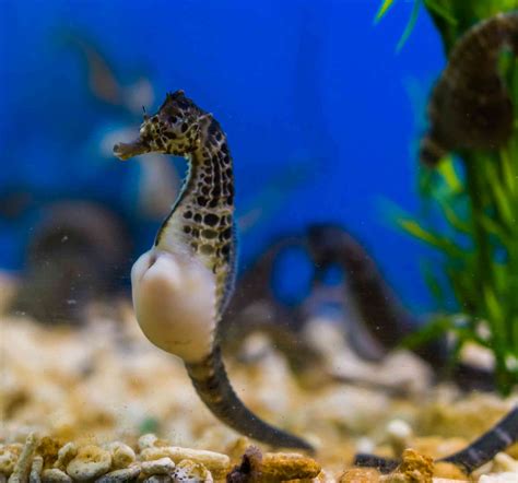 Seahorse fathers give birth in a unique way, new research shows - Raw Story