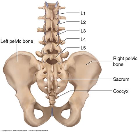 Bones of the Lumbar Spine and Pelvis