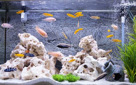 How to Set Up a Cichlids Fish Tank? - AquariumNexus