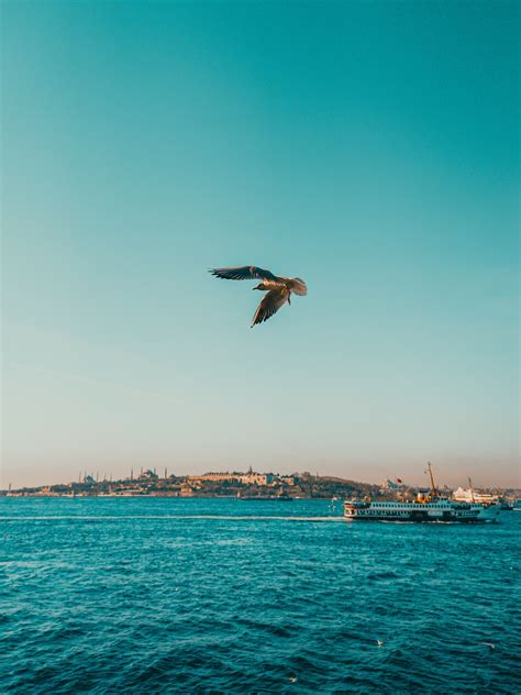 Close up of Flying Seagull · Free Stock Photo