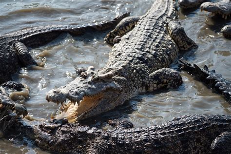 Do Alligators Have Predators? (Zoologist Answers) - The Reptile Room