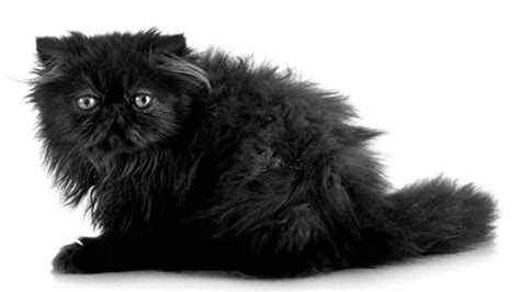 Black Persian Cat: Information, Facts, and Myths - Cat Queries