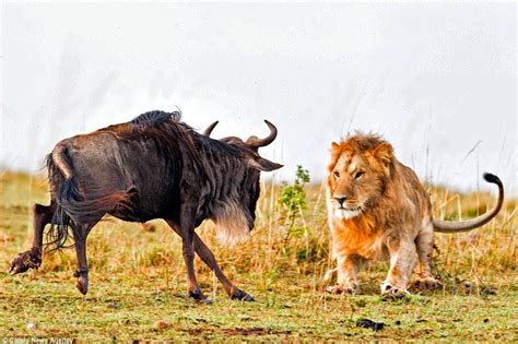 Masai Mara Lions | Kenya National Reserves | Wildlife Safari in Kenya