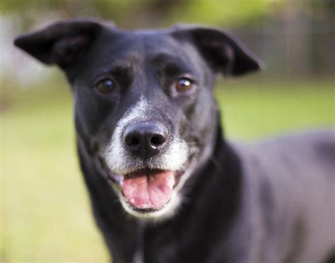 Happy Tails: Nina the Lab/Terrier Mixed Breed - Daily Dog Tag