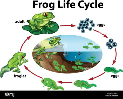 Life Cycle Of Frog Images