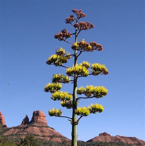 Parry's Agave | Prescott Valley Nursery