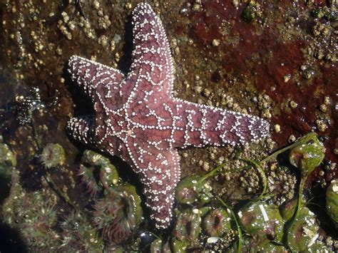 Pacific Marine and Estuarine Fish Habitat Partnership | Coast Salmon ...