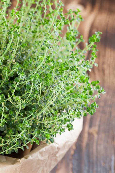 Thyme Plant Care: How To Grow, Harvest & Use It (2023)