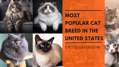 The Most Popular Cat Breeds in The United States in 2024 and How to Take Care of Them - Cat Queries