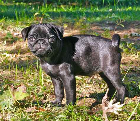 File:Black pug puppy.png - Wikimedia Commons