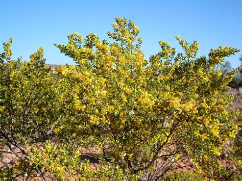 Larrea Divaricata / Larrea Tridentata Also known as: Creosote Bush, Greasewood, Black Bush ...