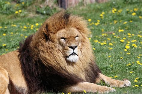 Lion Mane Animal - Free photo on Pixabay - Pixabay