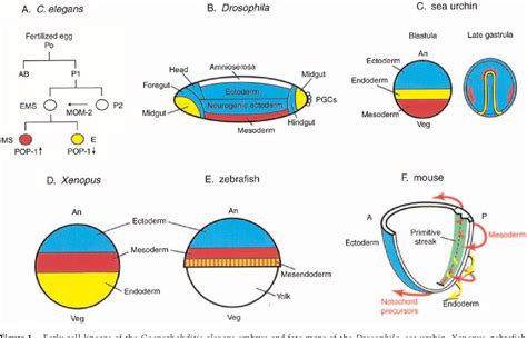 Figure 1 from A glimpse into the molecular entrails of endoderm ...