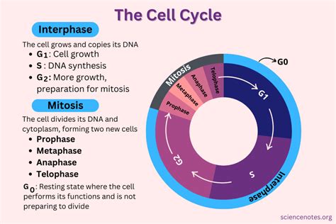 Interphase Stages