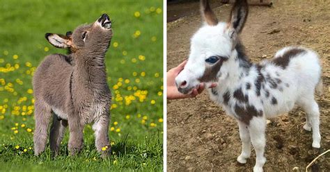 These Cute Baby Donkeys Will Make Your Day – Happiness Life