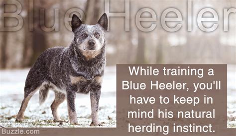 Incredibly Handy Tips on Training a Blue Heeler - DogAppy