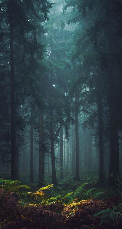 Dark Misty Forest Wallpapers - Top Free Dark Misty Forest Backgrounds - WallpaperAccess