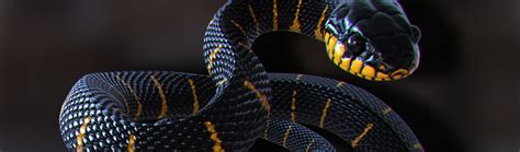 Mangrove Snake - Animated - FlippedNormals