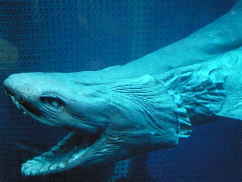 File:Frilled shark head2.jpg - Wikipedia